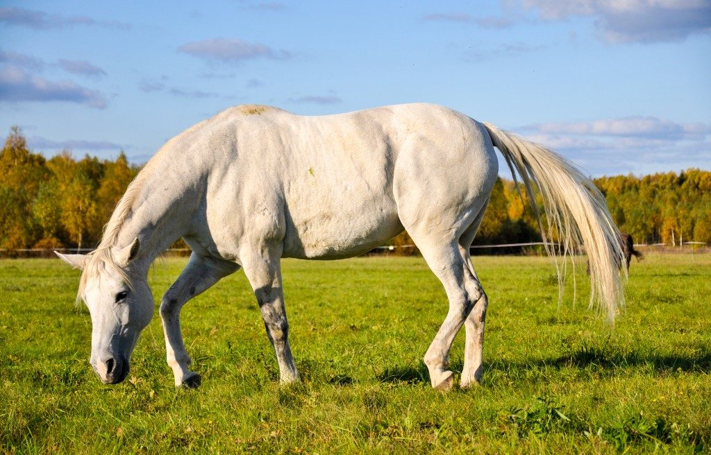 White horse eating grass