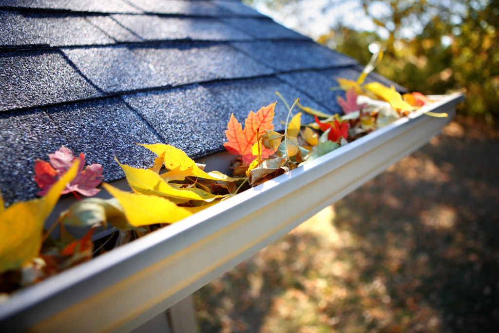 Rain gutter full of autumn leaves