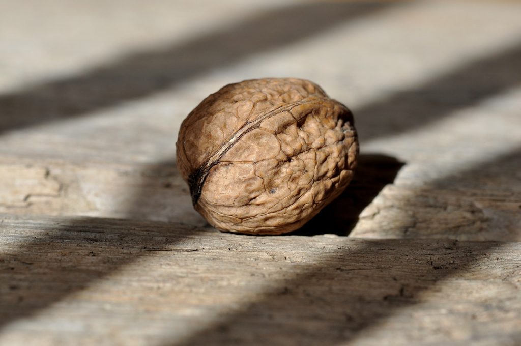 walnut on a surface