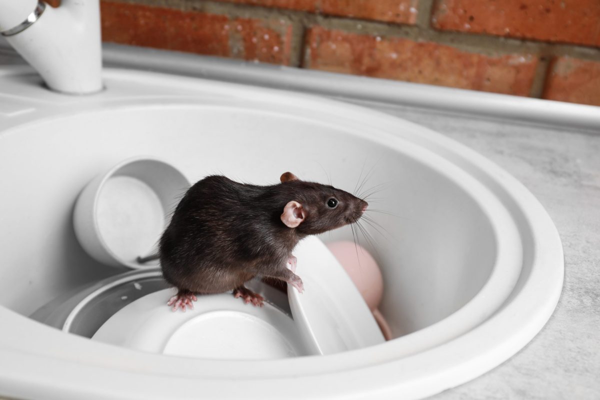 rat on top of sink