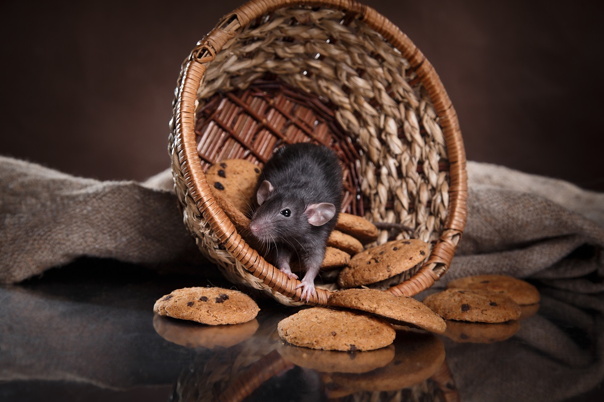 Rat inside home stealing cookies