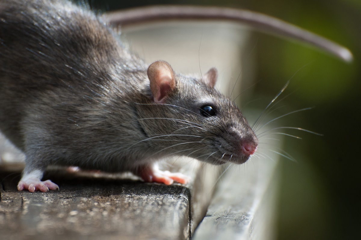 5 Diseases That Rats Carry With Them Make their Day