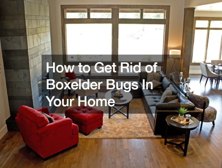 How to Get Rid of Boxelder Bugs In Your Home Make their Day