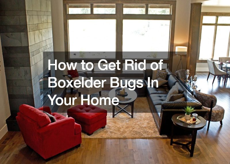 How to Get Rid of Boxelder Bugs In Your Home