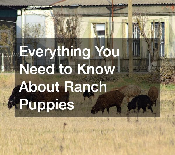 Everything You Need to Know About Ranch Puppies